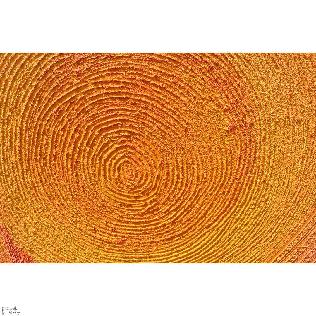 Mariyang – Onward/Forward - Saretta Art & Design