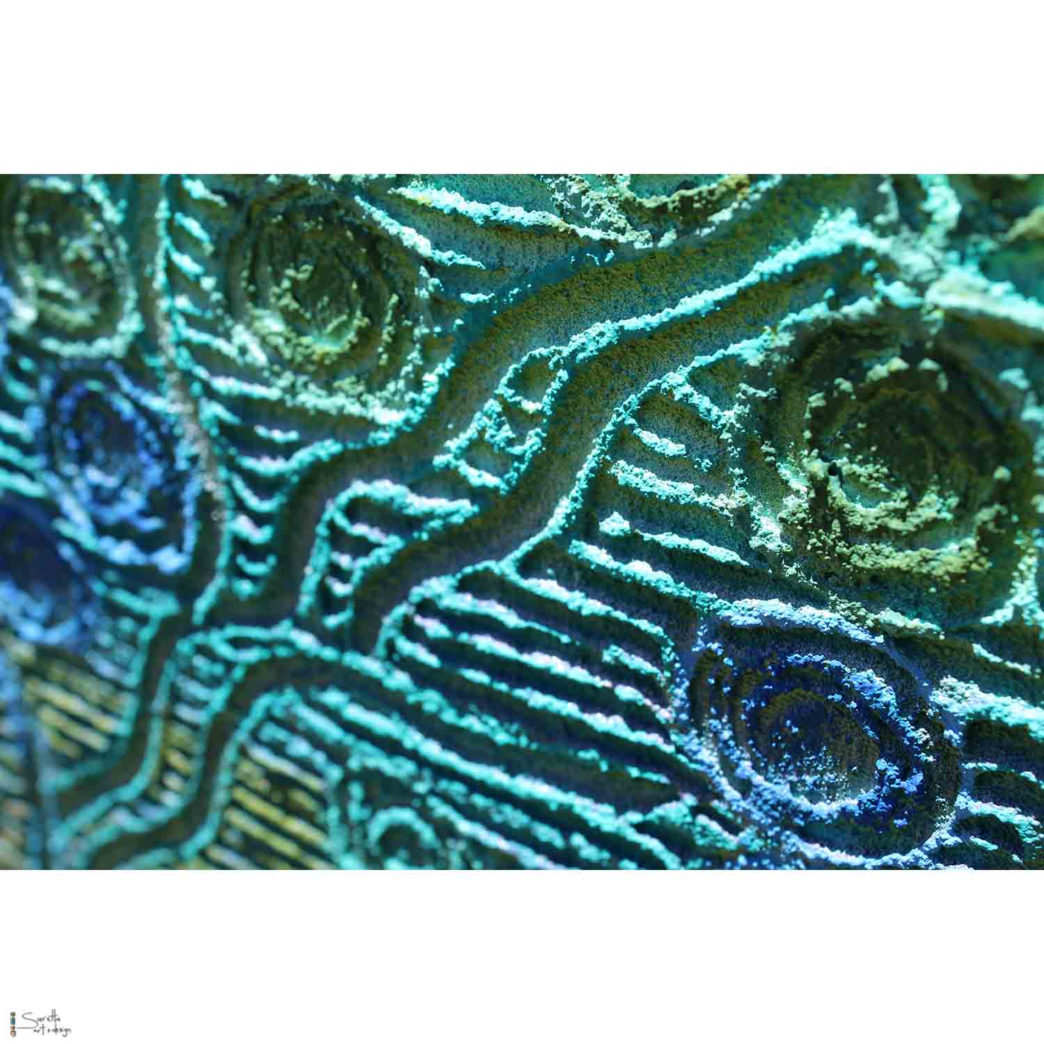 Kanto - Native Blue Berry - Saretta Art & Design